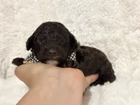 Bodhi (chocolate), a female Poodle - Toy  for sale in Campbellsville, KY – 2 of 5