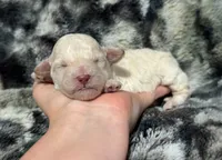 Cotsie, a female Poodle - Toy  for sale in Campbellsville, KY – 3 of 4