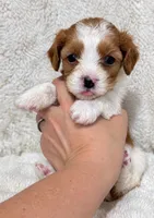Cleo, a female Cavapoo for sale in Campbellsville, KY – 4 of 4