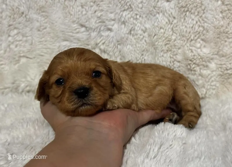 Abe – Cavapoo puppy for sale in Campbellsville, KY