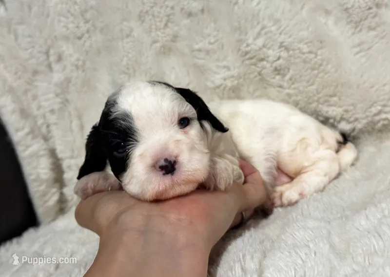 Haley – Cavapoo puppy for sale in Campbellsville, KY