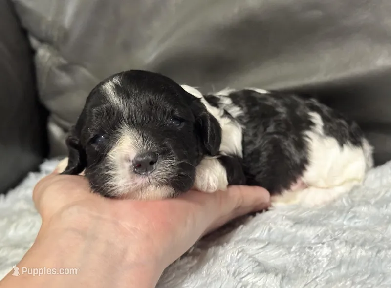 Oreo – Cavapoo puppy for sale in Campbellsville, KY