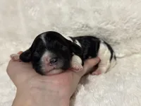 Oreo, a male Cavapoo for sale in Campbellsville, KY – Photo 4 of 6