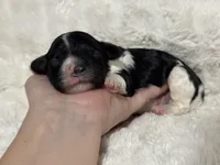 Oreo, a male Cavapoo for sale in Campbellsville, KY – Photo 3 of 6