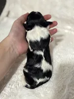 Oreo, a male Cavapoo for sale in Campbellsville, KY – Photo 2 of 6