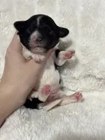 Oreo, a male Cavapoo for sale in Campbellsville, KY – Photo 6 of 6