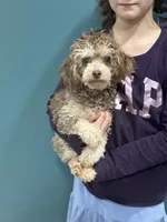 Oreo, a male Poodle - Toy  for sale in Campbellsville, KY – Photo 2 of 3