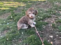 Oreo, a male Poodle - Toy  for sale in Campbellsville, KY – Photo 1 of 3