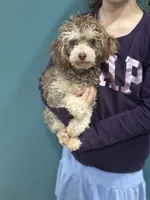 Oreo, a male Poodle - Toy  for sale in Campbellsville, KY – Photo 3 of 3