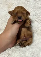 Abe, a male Cavapoo for sale in Campbellsville, KY – 5 of 5
