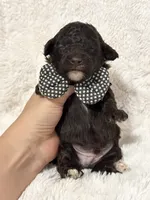 Bodhi (chocolate), a female Poodle - Toy  for sale in Campbellsville, KY – 4 of 5