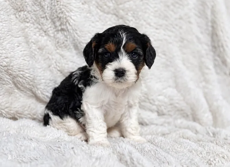 Checkers – Cavapoo puppy for sale in Campbellsville, KY