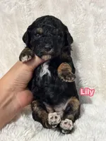 Lily, a female Poodle - Toy  for sale in Campbellsville, KY – 2 of 4