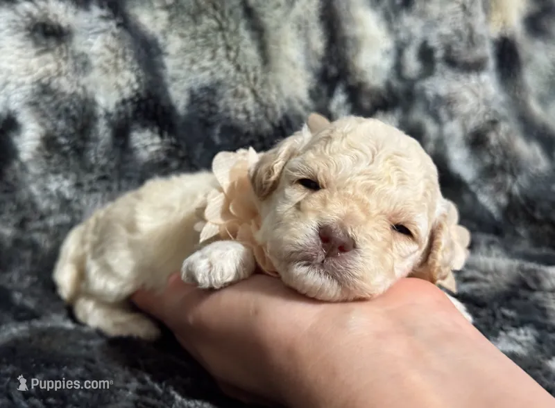 Peaches  – Poodle - Toy  puppy for sale in Campbellsville, KY