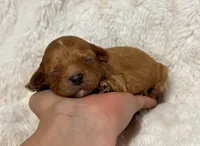 Atlas , a male Cavapoo for sale in Campbellsville, KY – 6 of 8