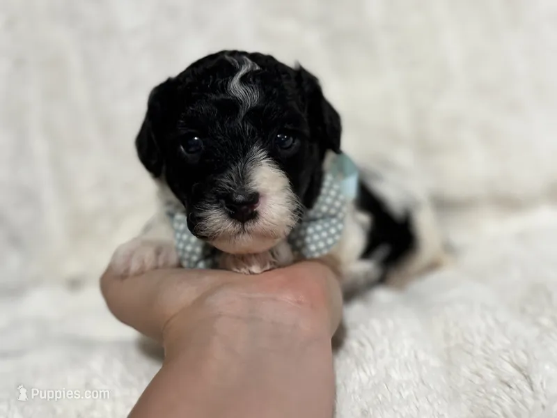 Harlen – Cavapoo puppy for sale in Campbellsville, KY