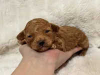 Louie, a male Poodle - Toy  for sale in Campbellsville, KY – Photo 4 of 9