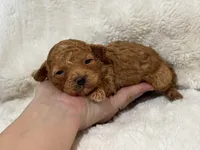 Louie, a male Poodle - Toy  for sale in Campbellsville, KY – Photo 7 of 9