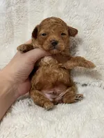 Louie, a male Poodle - Toy  for sale in Campbellsville, KY – Photo 9 of 9