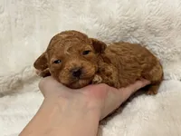Louie, a male Poodle - Toy  for sale in Campbellsville, KY – Photo 6 of 9