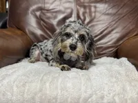 Shadow, a male Cavapoo for sale in Campbellsville, KY – 4 of 5
