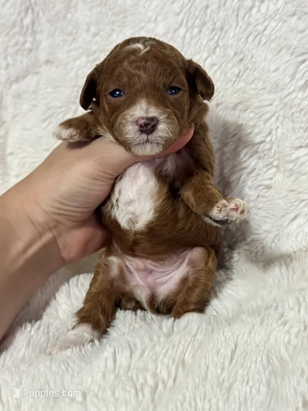 Theo  – Poodle - Toy  puppy for sale in Campbellsville, KY
