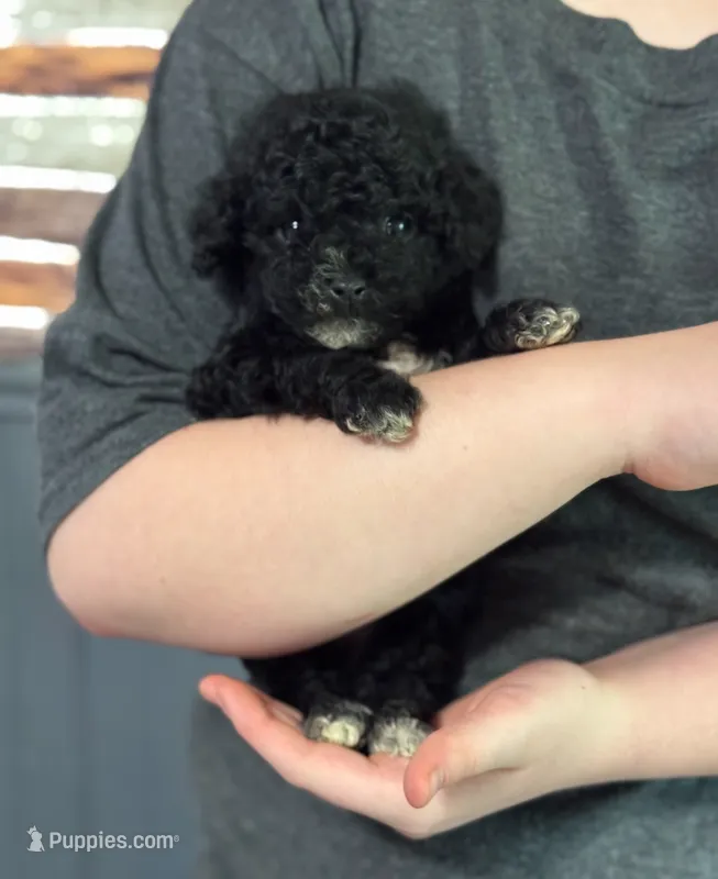 Levi – Poodle - Toy  puppy for sale in Campbellsville, KY