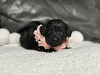 Lulu, a female Cavapoo for sale in Campbellsville, KY – 3 of 6