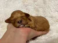 Apollo, a male Cavapoo for sale in Campbellsville, KY – 2 of 6