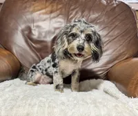 Shadow, a male Cavapoo for sale in Campbellsville, KY – 2 of 5