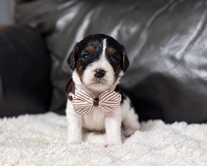 Checkers – Cavapoo puppy for sale in Campbellsville, KY