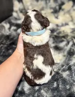 S’more, a male Miniature Aussiedoodle for sale in Campbellsville, KY – Photo 4 of 4