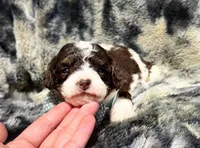 S’more, a male Miniature Aussiedoodle for sale in Campbellsville, KY – Photo 1 of 4