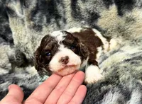 S’more, a male Miniature Aussiedoodle for sale in Campbellsville, KY – Photo 2 of 4