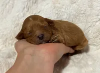 Atlas , a male Cavapoo for sale in Campbellsville, KY – 7 of 8