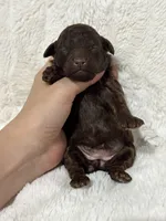 Elsie, a female Poodle - Toy  for sale in Campbellsville, KY – 4 of 4