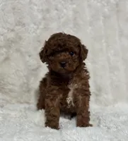 Rosie, a female Poodle - Toy  for sale in Campbellsville, KY – 5 of 5