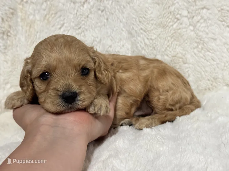 Teddy – Cavapoo puppy for sale in Campbellsville, KY
