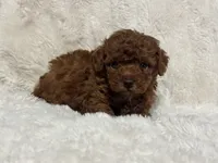 Rosie, a female Poodle - Toy  for sale in Campbellsville, KY – 4 of 5