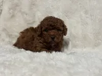 Rosie, a female Poodle - Toy  for sale in Campbellsville, KY – 2 of 5