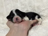 Abe, a male Cavapoo for sale in Campbellsville, KY – Photo 3 of 5