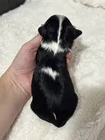 Abe, a male Cavapoo for sale in Campbellsville, KY – Photo 4 of 5