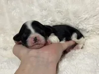 Abe, a male Cavapoo for sale in Campbellsville, KY – Photo 2 of 5