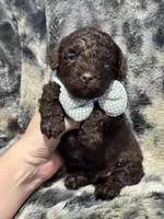 Coco, a male Miniature Aussiedoodle for sale in Campbellsville, KY – Photo 2 of 3