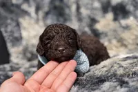 Coco, a male Miniature Aussiedoodle for sale in Campbellsville, KY – Photo 3 of 3