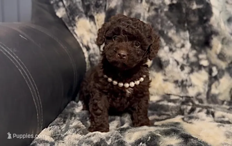 Coco – Miniature Aussiedoodle puppy for sale in Campbellsville, KY