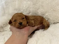 Theo, a male Poodle - Toy  for sale in Campbellsville, KY – Photo 1 of 8