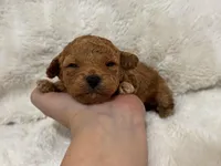 Theo, a male Poodle - Toy  for sale in Campbellsville, KY – Photo 4 of 8