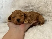 Theo, a male Poodle - Toy  for sale in Campbellsville, KY – Photo 5 of 8