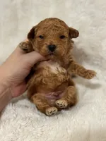 Theo, a male Poodle - Toy  for sale in Campbellsville, KY – Photo 2 of 8